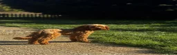 Cockapoo dogs for sale: Beautiful Multigenerational Cockapoo Puppies - Advert 11