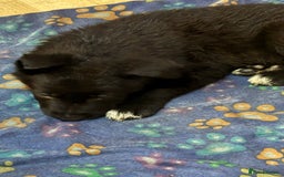 Mixed Breed dogs for sale: German shepherd x border collie - Image 4