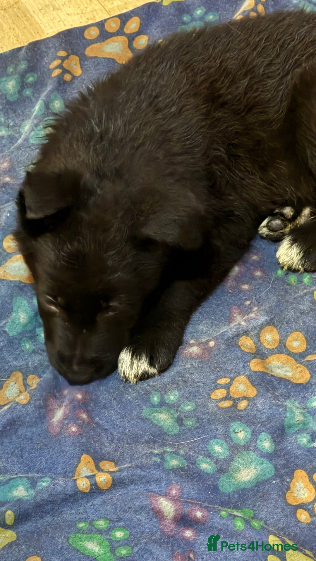 Mixed Breed dogs for sale: German shepherd x border collie - Image 4