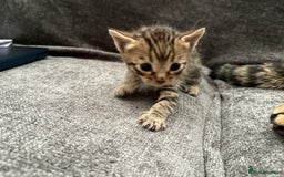 Bengal cats for sale: Russian Blue Bengal Kittens - Image 23