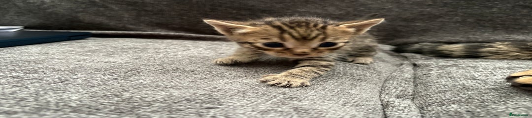 Bengal Kitten 5