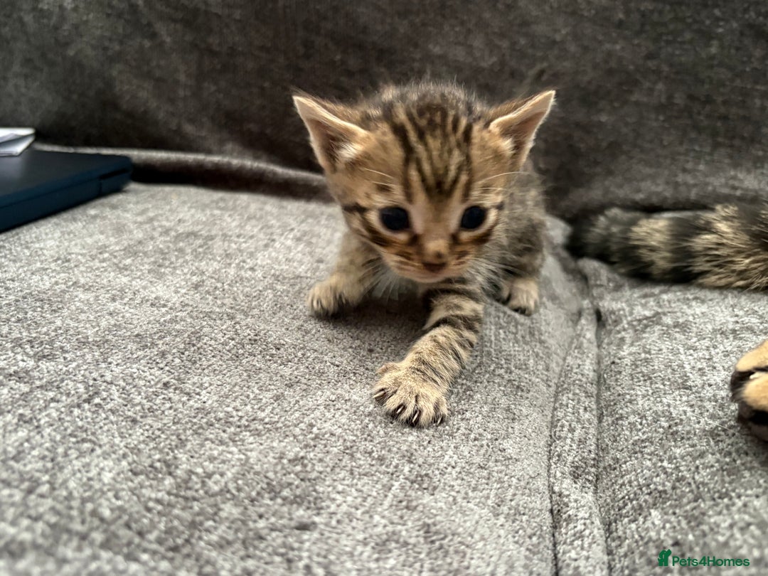 Bengal cats for sale: Russian Blue Bengal Kittens - Image 23