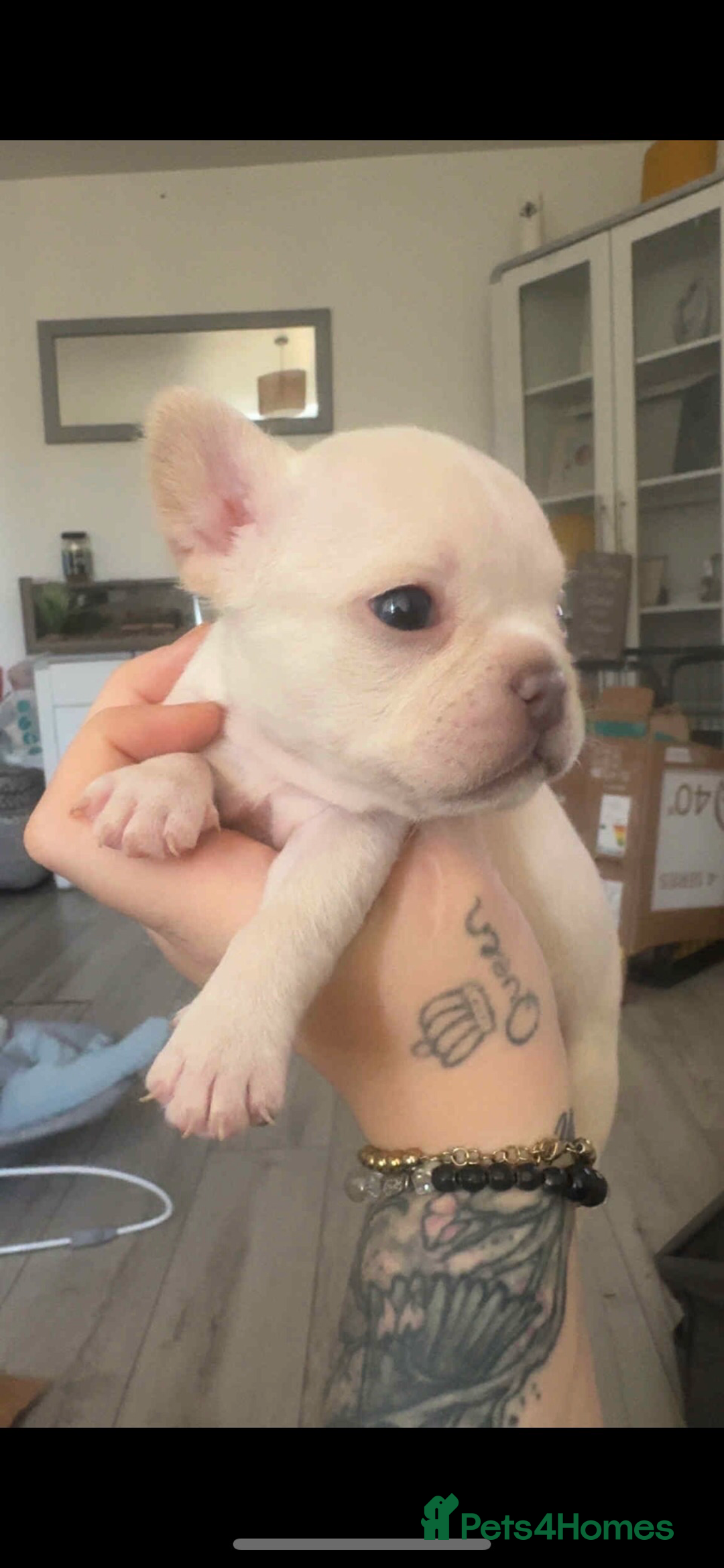 French Bulldog dogs for sale: French bulldog pups available Reduced‼️ - Advert 21