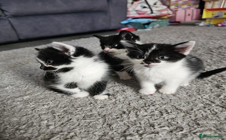 Mixed Breed cats - Advert 9
