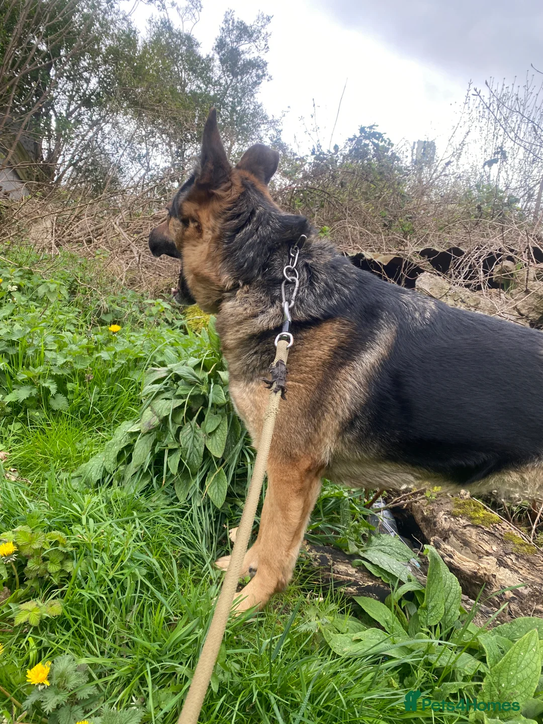 German Shepherd dogs for sale: German Shepherd Female Very Healthy and Active  in Birmingham - Advert 6