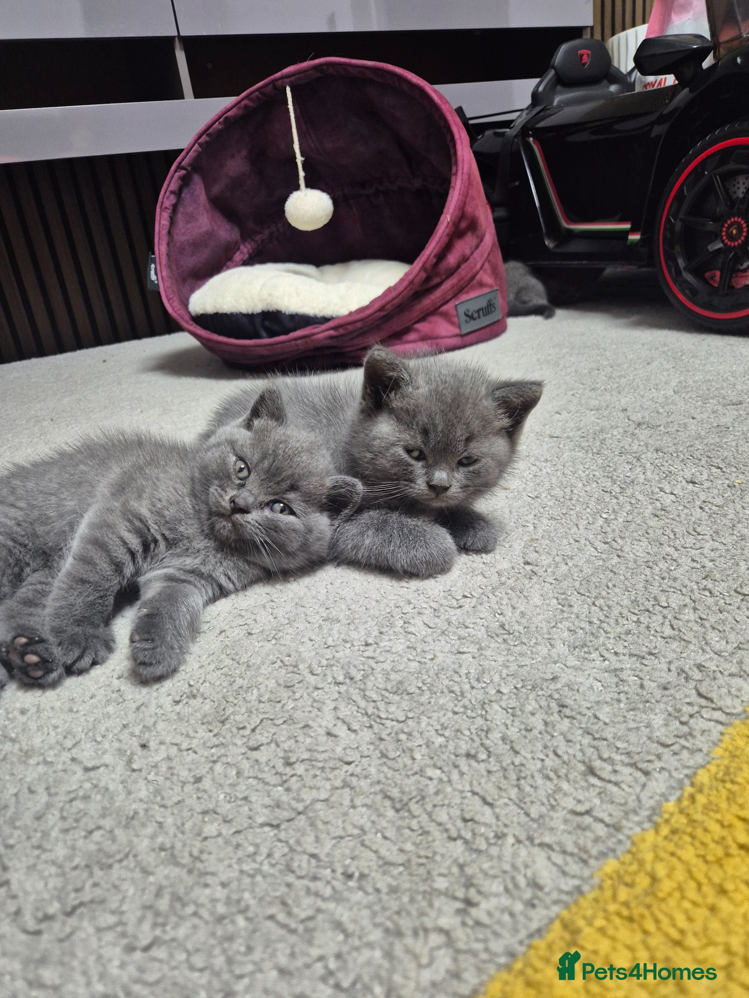 British Shorthair cats for sale: 2 male kittens - Advert 7