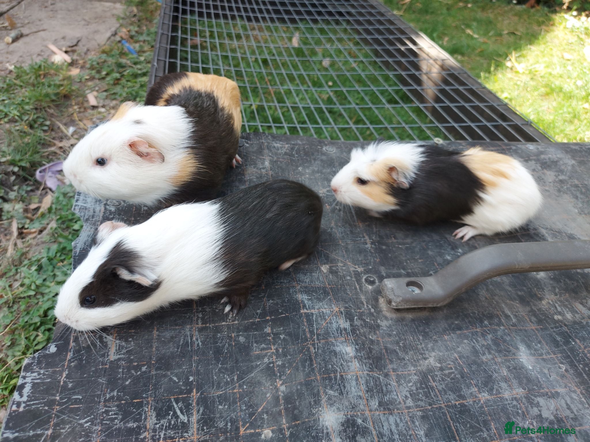 Guinea Pig rodents Baby Guinea Pigs  - Advert 1