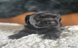 Labrador Retriever dogs for sale: High Quality Black Labrador Puppies - Image 6