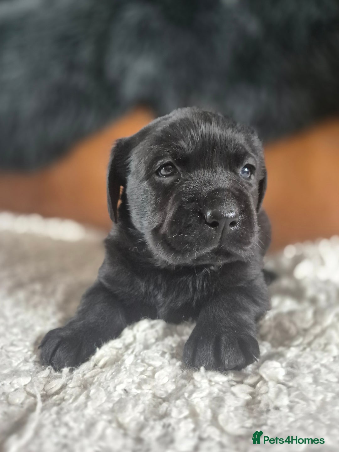 Labrador Retriever dogs for sale: High Quality Black Labrador Puppies - Image 6