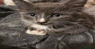 Mixed Breed cats - Advert 9
