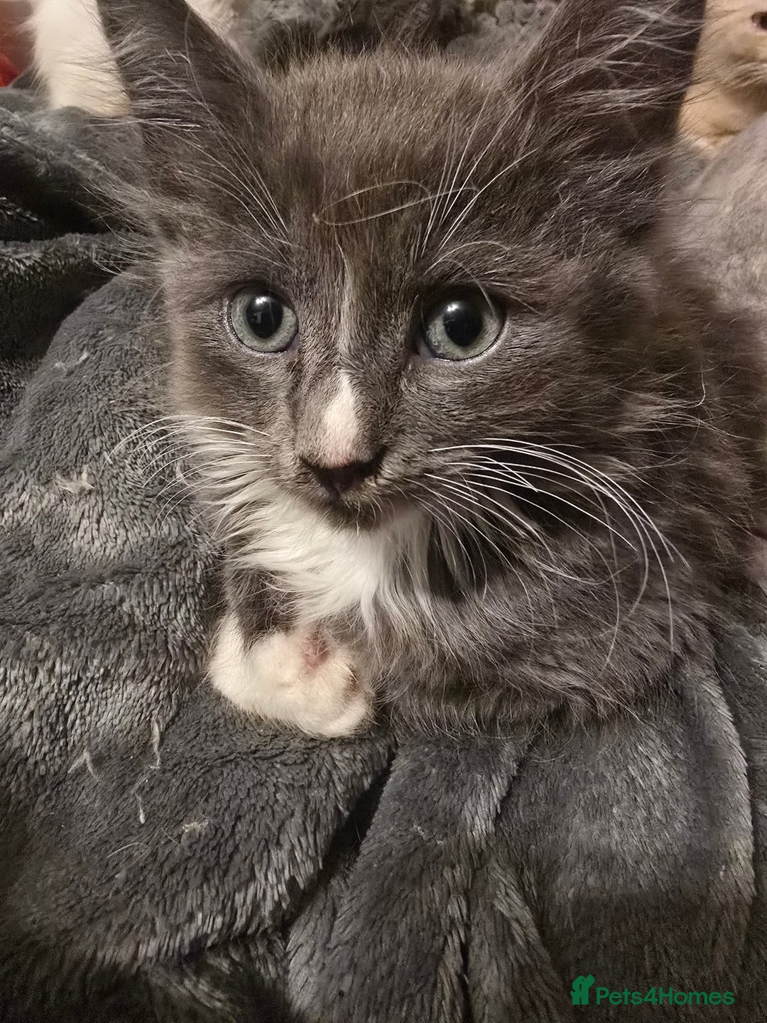 Mixed Breed cats for sale: Kittens 3 boys  - Image 2