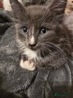 Mixed Breed cats - Advert 14