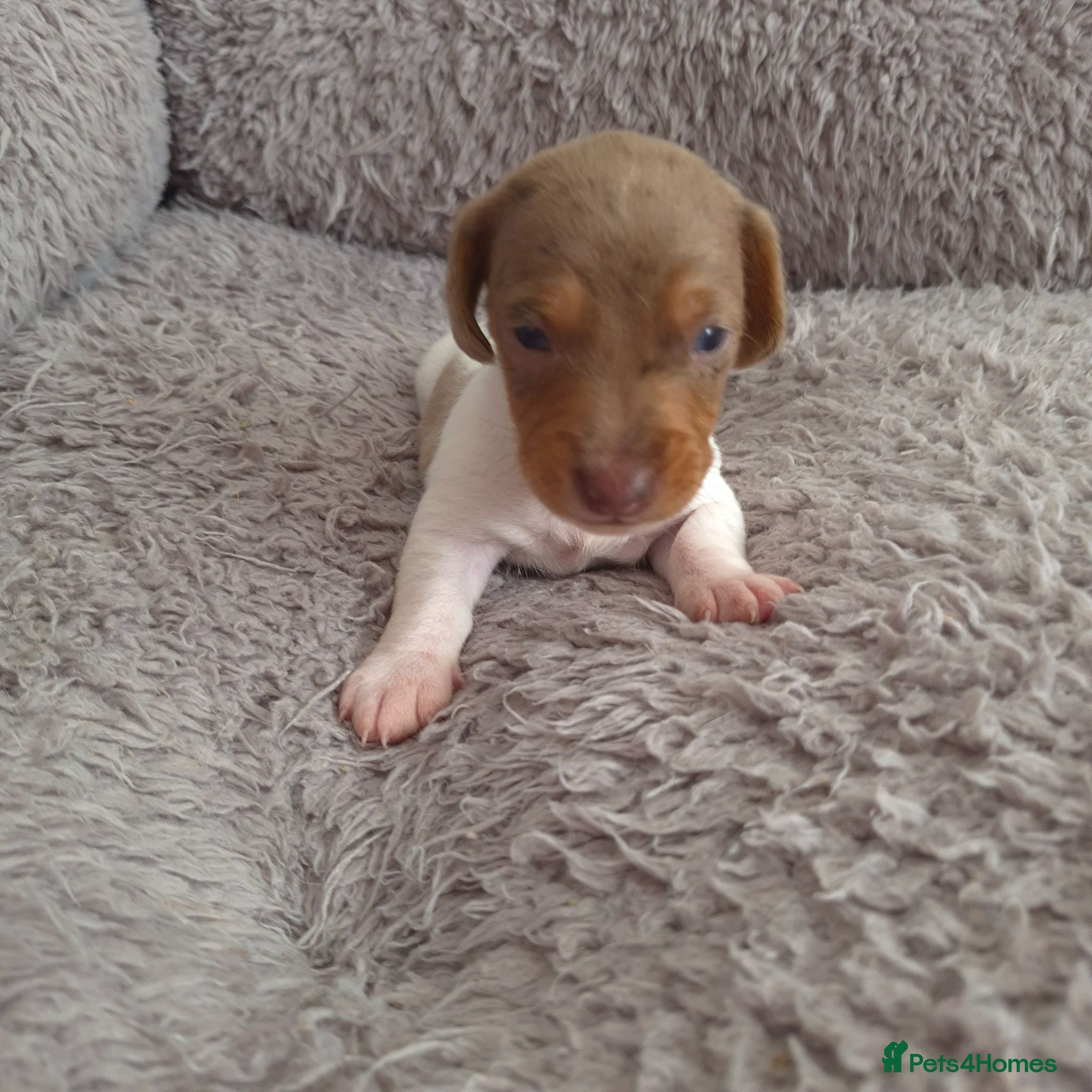 Dachshund dogs Miniature dachshunds smooth haired puppies - Advert 1