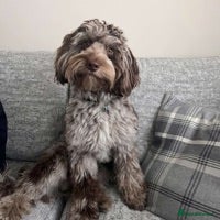 Cockapoo dogs f1 Merle cockapoo for stud in Nottingham - Advert 2