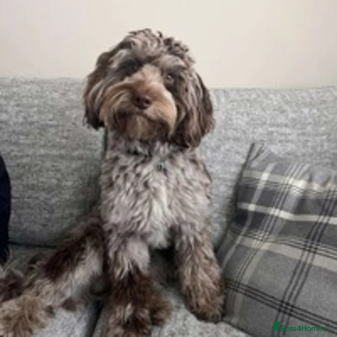 Cockapoo dogs for stud: f1 Merle cockapoo for stud in Nottingham - Advert 1