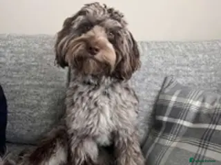 Cockapoo dogs f1 Merle cockapoo for stud in Nottingham - Advert 20