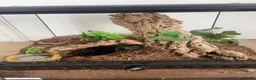 Spiders invertebrates for sale: Striped Knee Tarantula   in Melton Constable - Advert 4