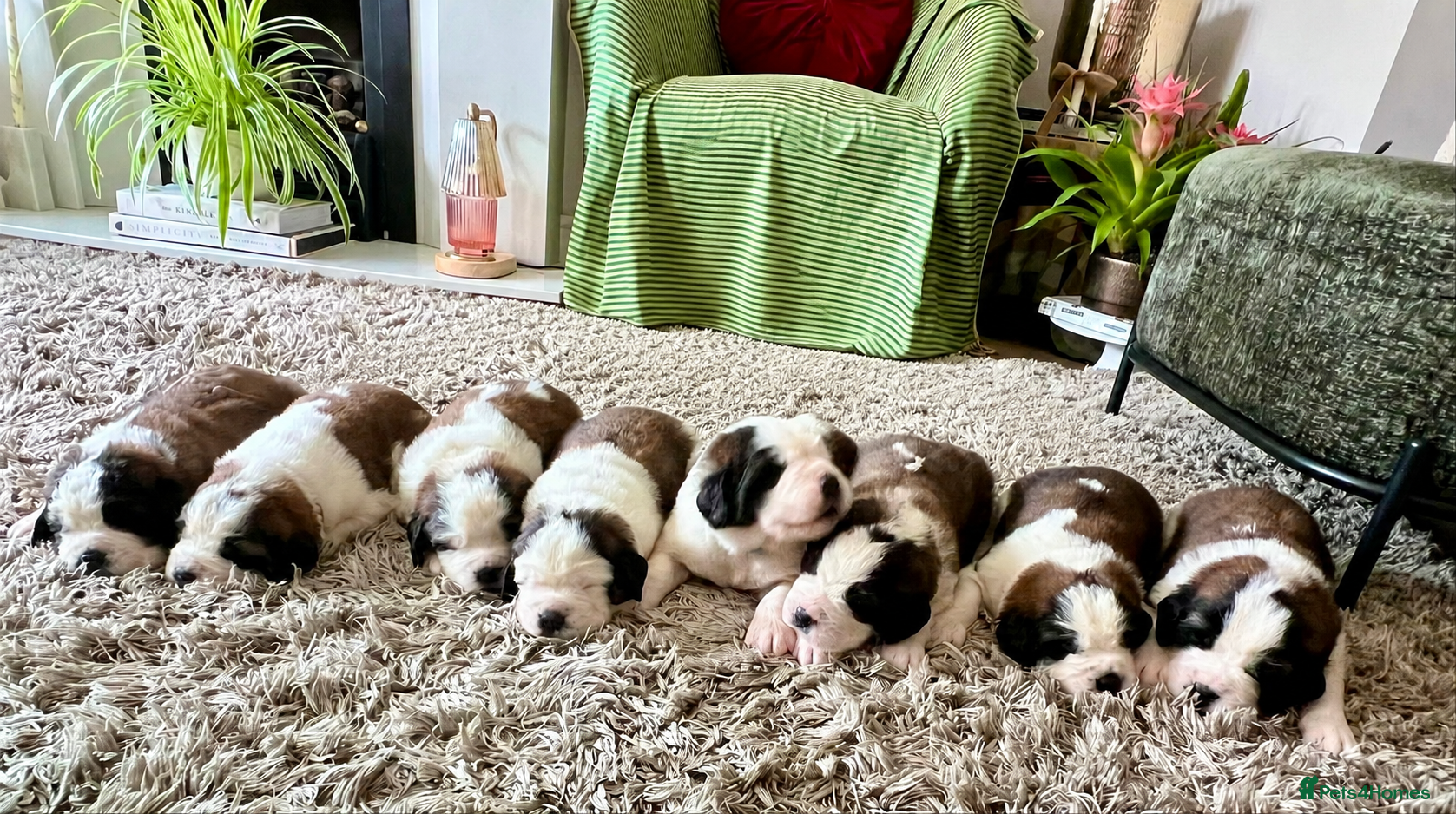 Saint Bernard dogs KC registered Show Quality Puppies 1 Boy & 1 Girl - Advert 2