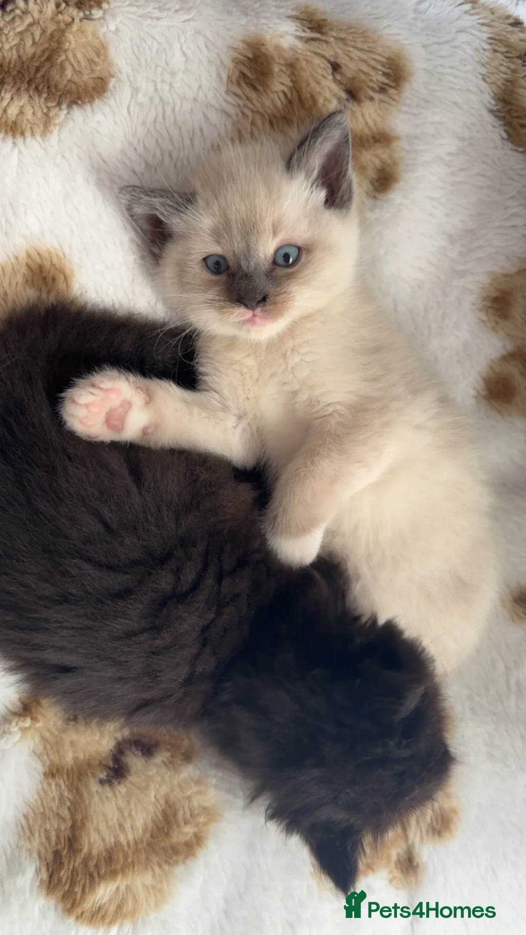 Ragdoll cats for sale: 3 Beautiful Ragdoll Mix Kittens - Advert 2