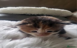 Maine Coon cats for sale: TICA Pedigree Maine Coon Kittens  - Image 7