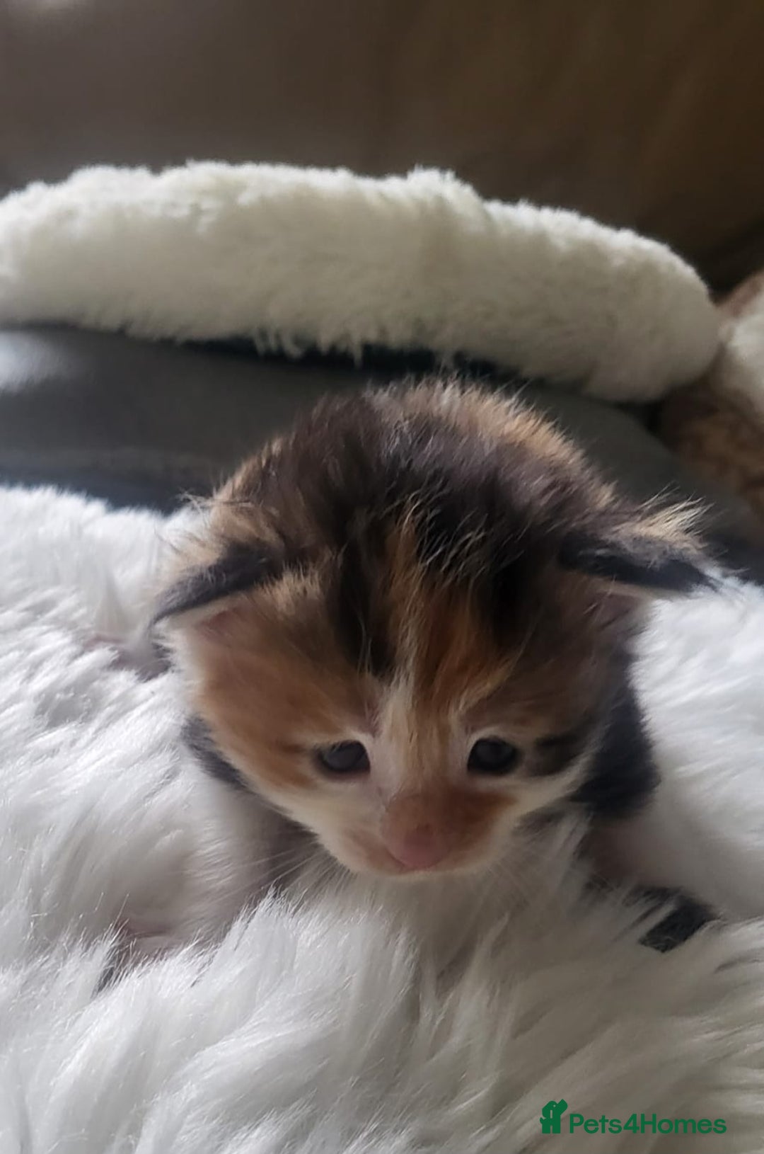 Maine Coon cats for sale: TICA Pedigree Maine Coon Kittens  - Image 7
