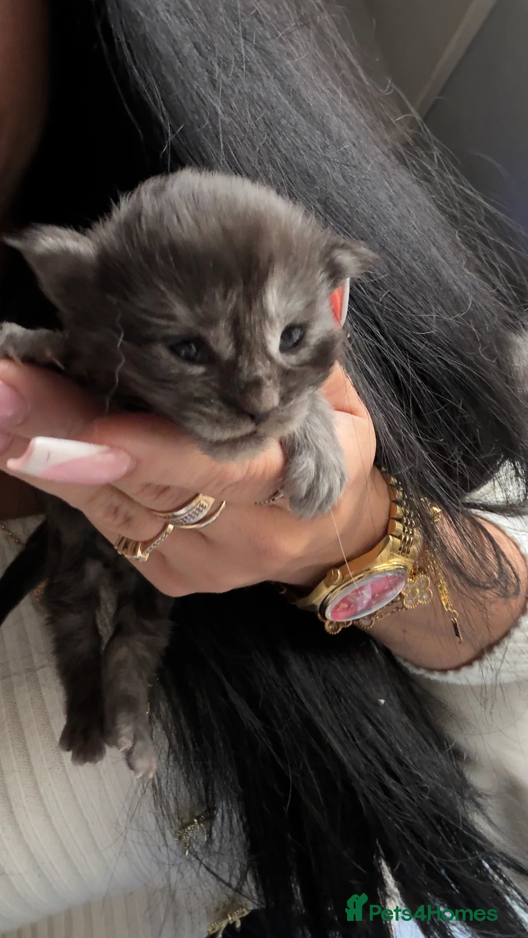 Maine Coon cats for sale: Russian maine coon kittens✨🩷 - Advert 3