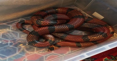 Milk Snake reptiles - Advert 12