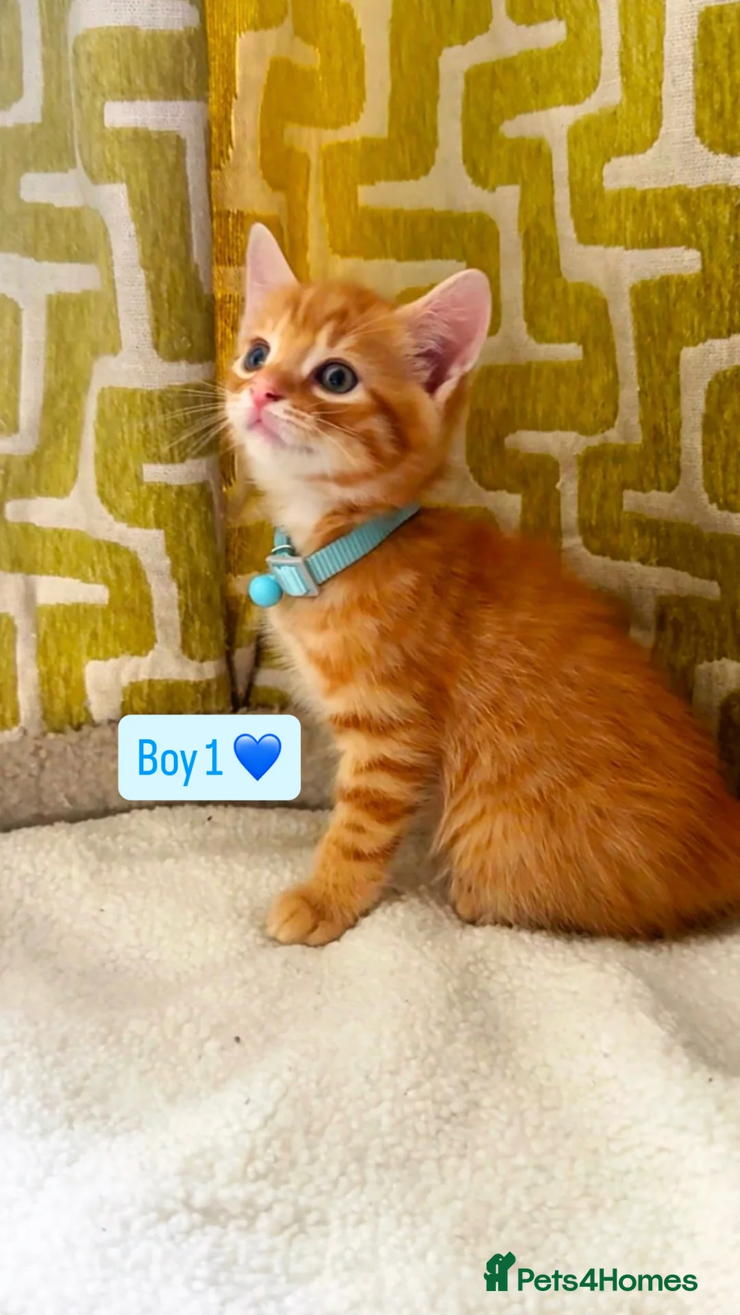 Mixed Breed cats for sale: Beautiful kittens looking for loving homes 🐾❤️ - Advert 11