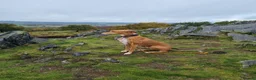 Lurcher dogs for sale: Beautiful 5 year old lurcher boy in Leicester - Advert 3