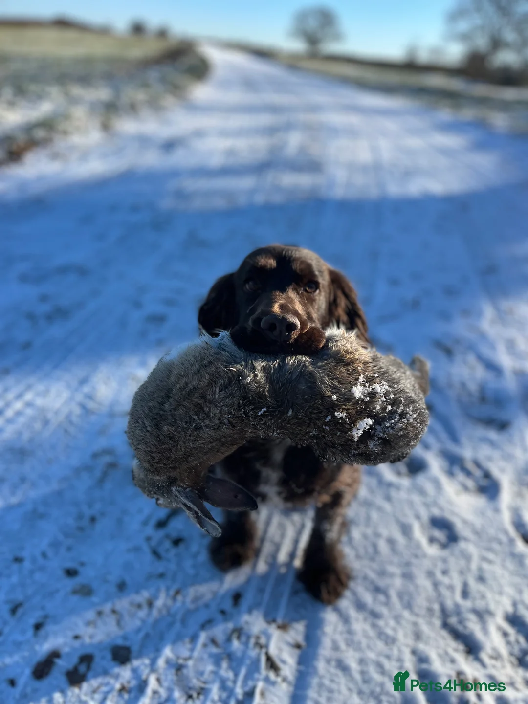 Cocker Spaniel dogs for stud: Liver Cocker Spaniel at Stud - Advert 1