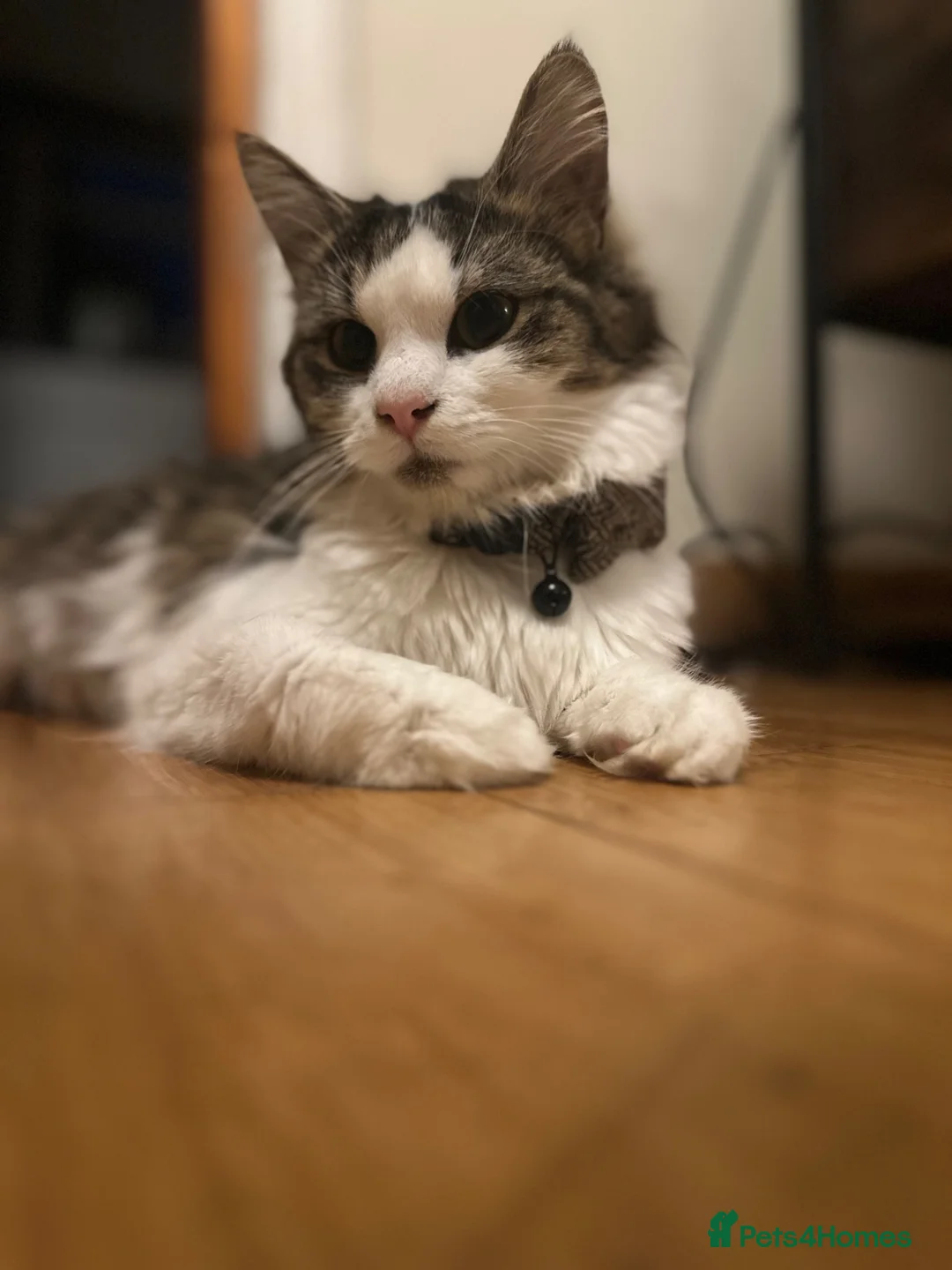 Mixed Breed cats for sale: Beautiful & Bonnie Boys & Mumma - Advert 1