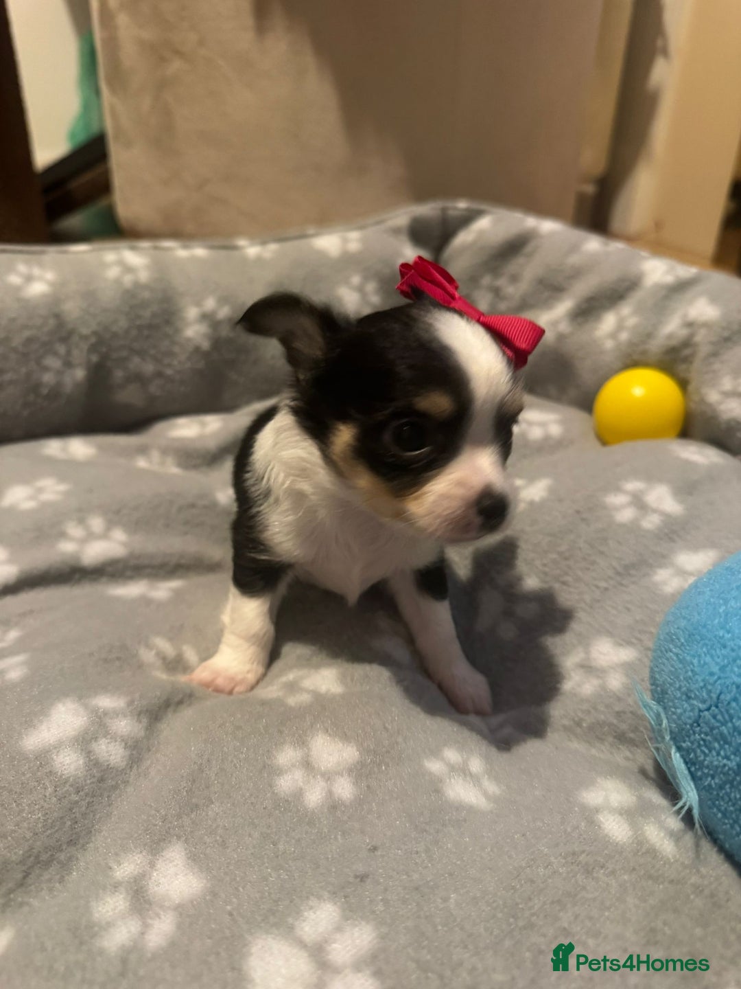 Chihuahua dogs for sale: Long Coat Chihuahua  - Advert 18