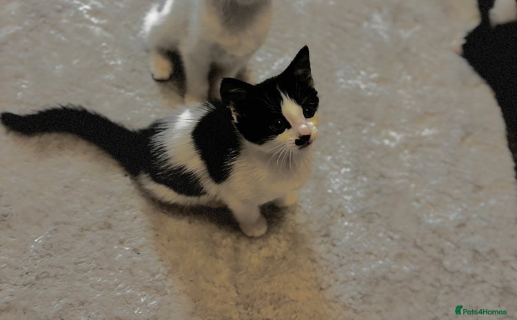 Mixed Breed cats - Advert 1