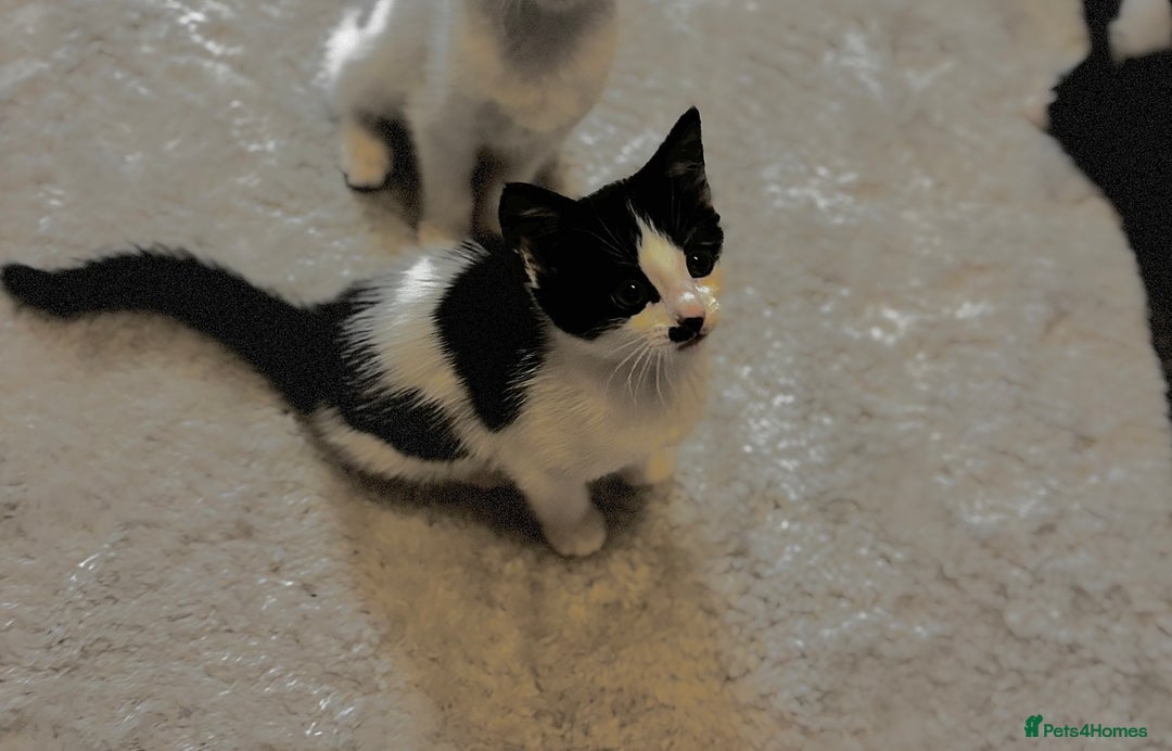 Mixed Breed cats for sale: One girl left!❤️ - Image 1