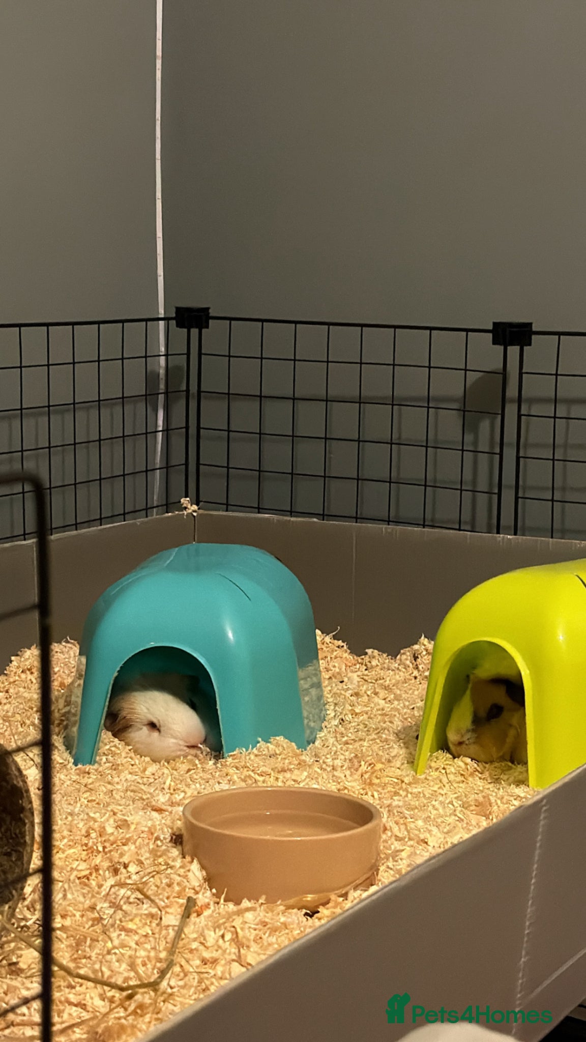 Guinea Pig rodents for sale: 2 male guinea pigs for sale.  in Croydon - Advert 3