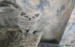 British Shorthair cats for sale: Gorgeous Healthy BSH Kittens GIRLS - Image 7