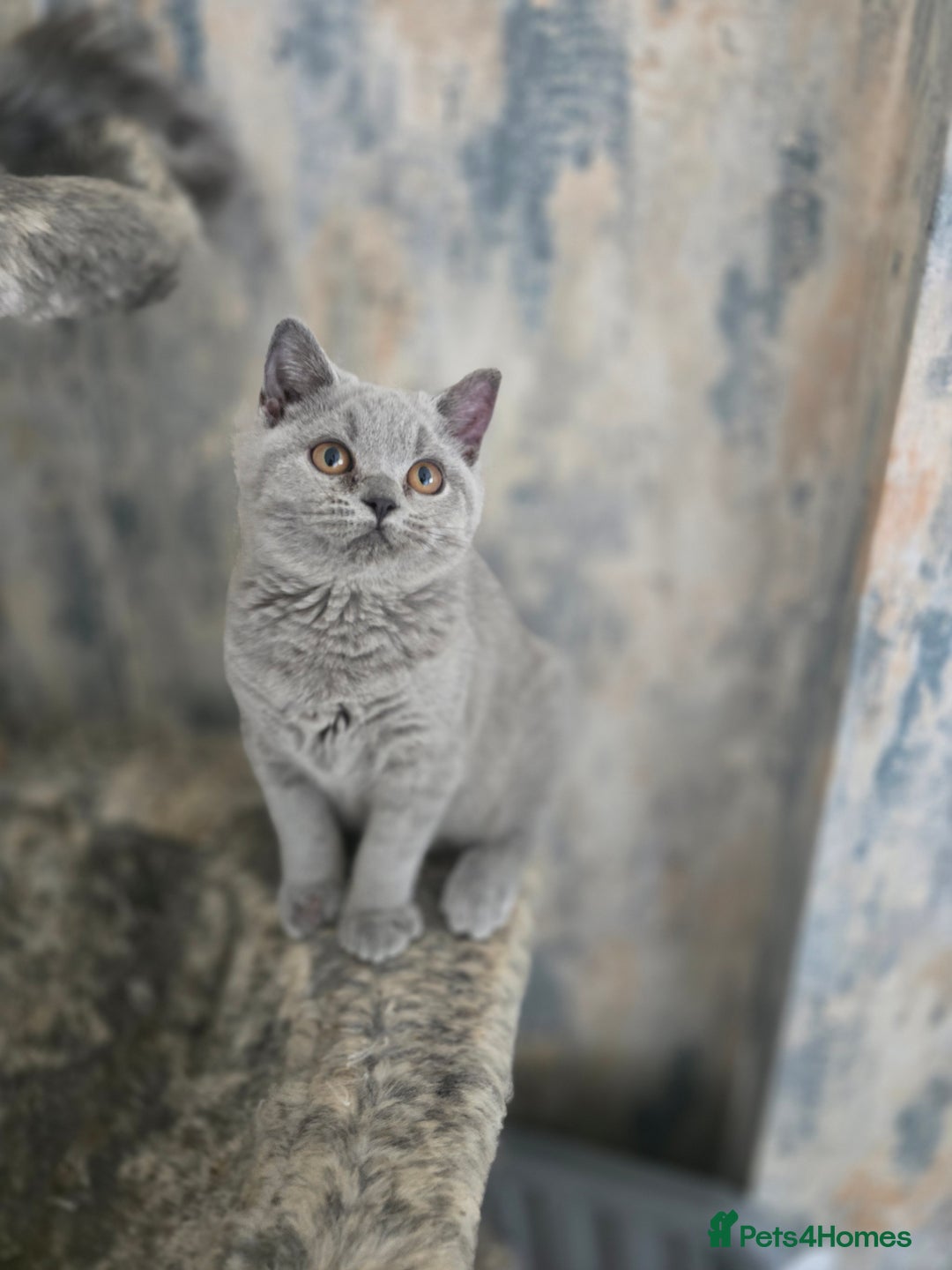 British Shorthair cats for sale: Gorgeous Healthy BSH Kittens GIRLS - Image 7