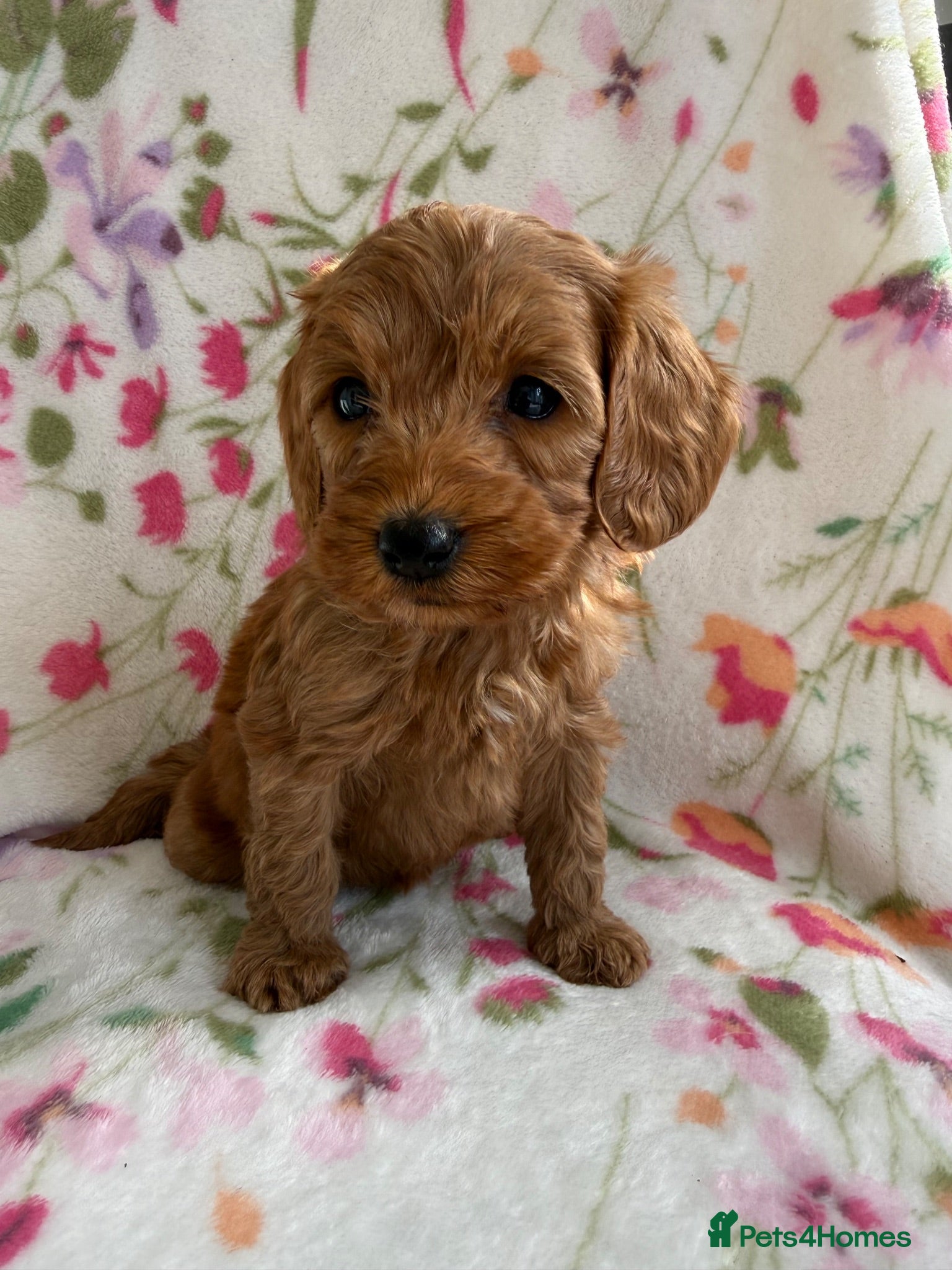 Cockapoo dogs 7 Beautiful Cockapoo Puppies  - Advert 1