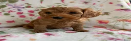 Cockapoo dogs for sale: LAST 3 READY TO LEAVE!!! COCKAPOO PUPPIES - Advert 29