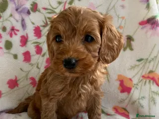 Cockapoo dogs 7 Beautiful Cockapoo Puppies - Advert 1