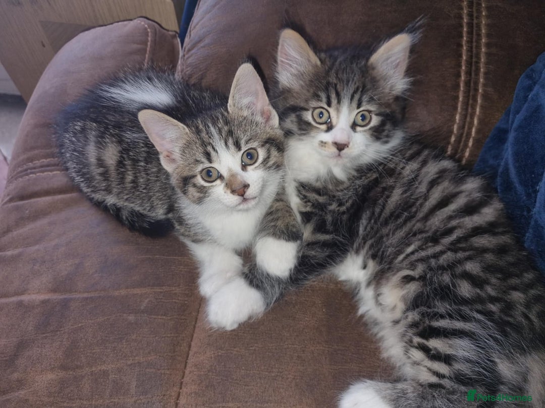 Domestic Shorthair cats for sale: 2 kittens for sale £50 each - Image 1