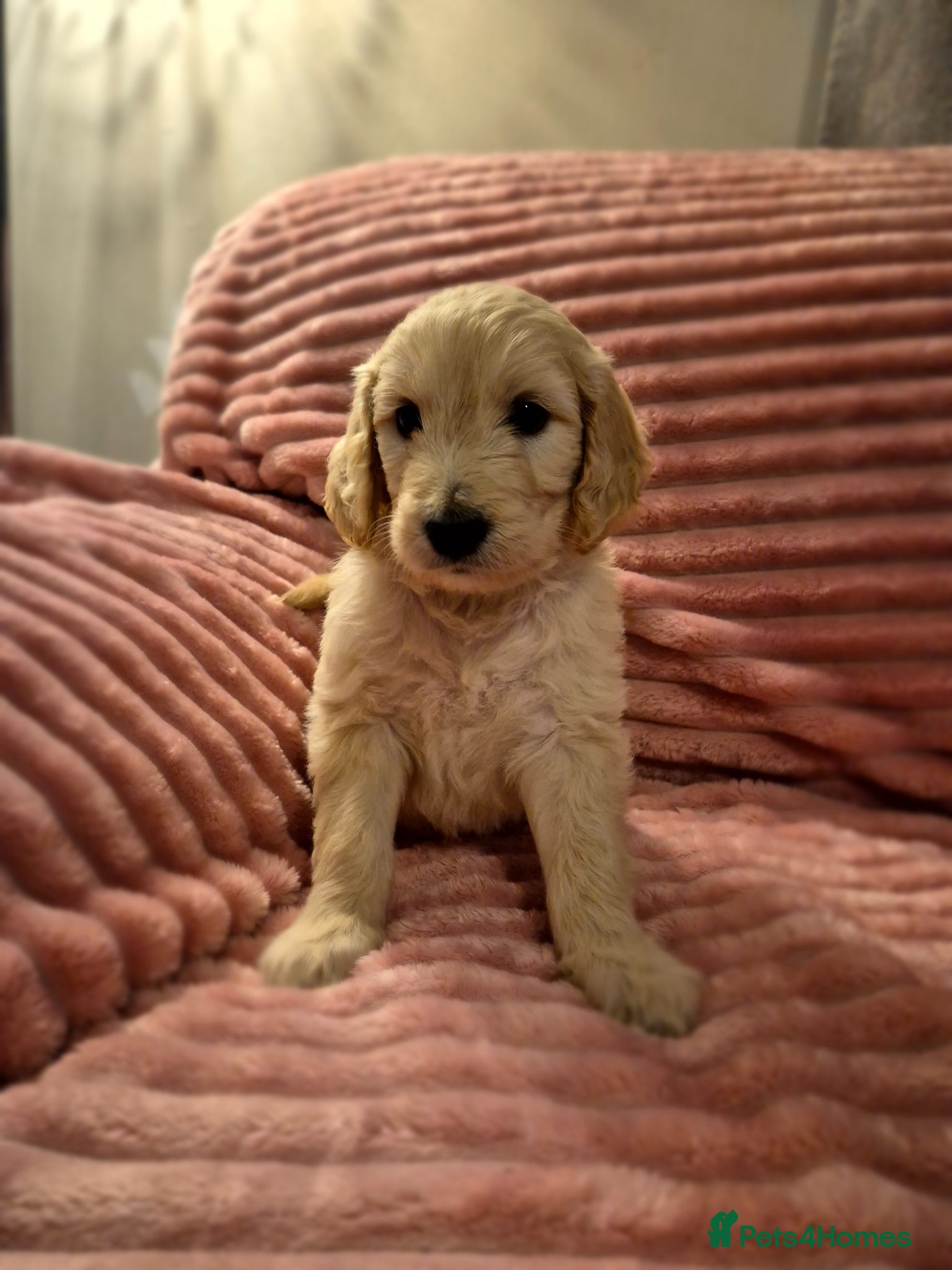 Goldendoodle dogs F1 standard goldendoodle  - Advert 5