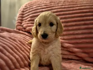 Goldendoodle dogs F1 standard goldendoodle - Advert 11