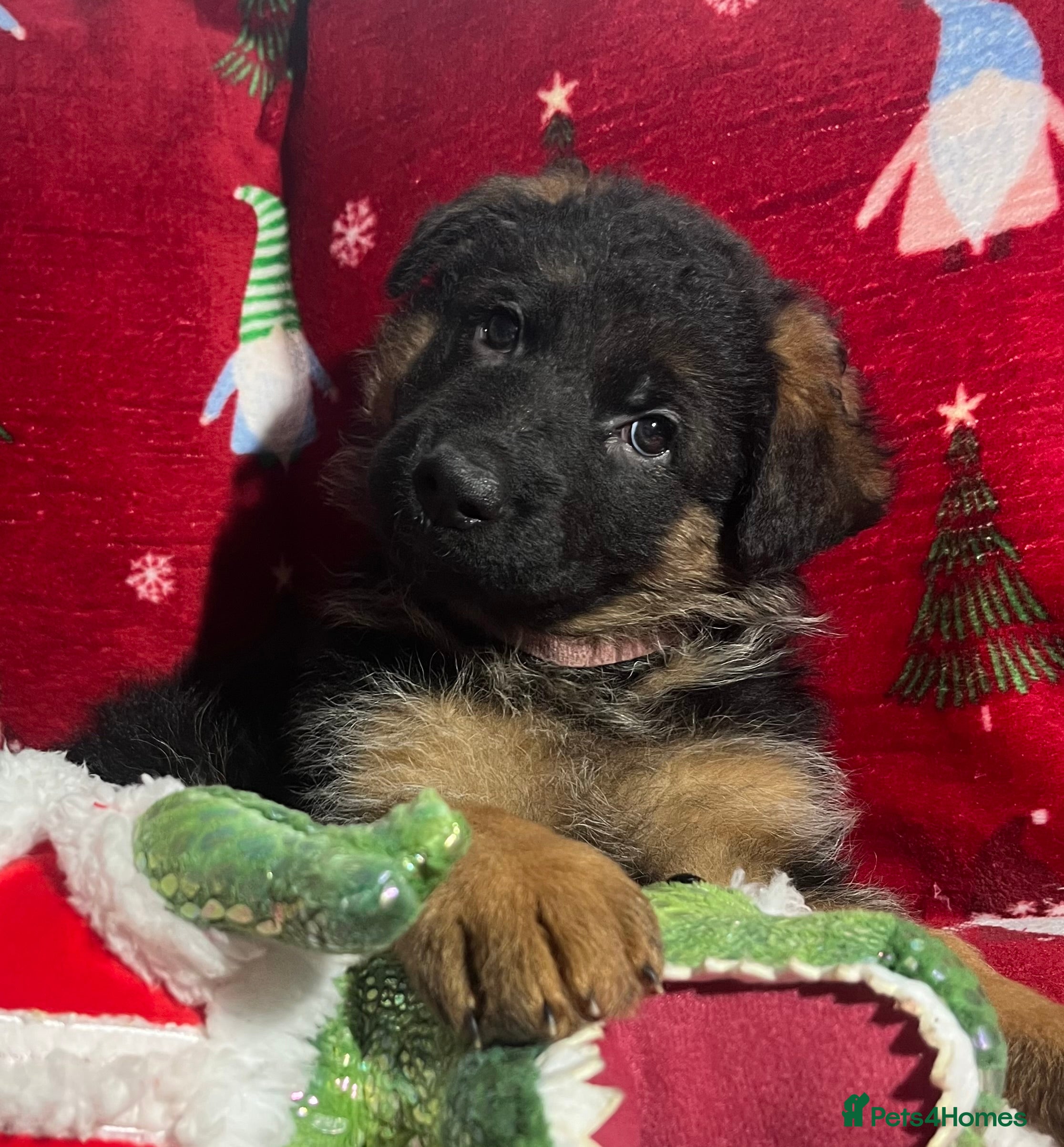 German Shepherd dogs Outstanding long haired Gsd pups  for sale  - Advert 16