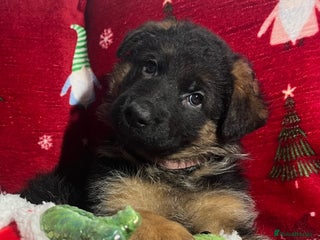 German Shepherd dogs Outstanding long haired Gsd pups for sale - Advert 16