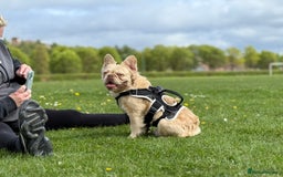 French Bulldog dogs for stud: New shade Rojo & Tan Wrapped in Cream - Image 1