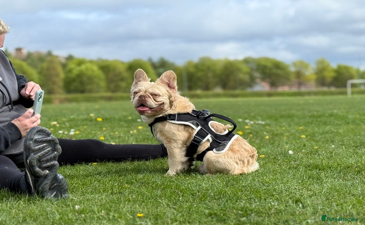 French Bulldog dogs - Advert 4