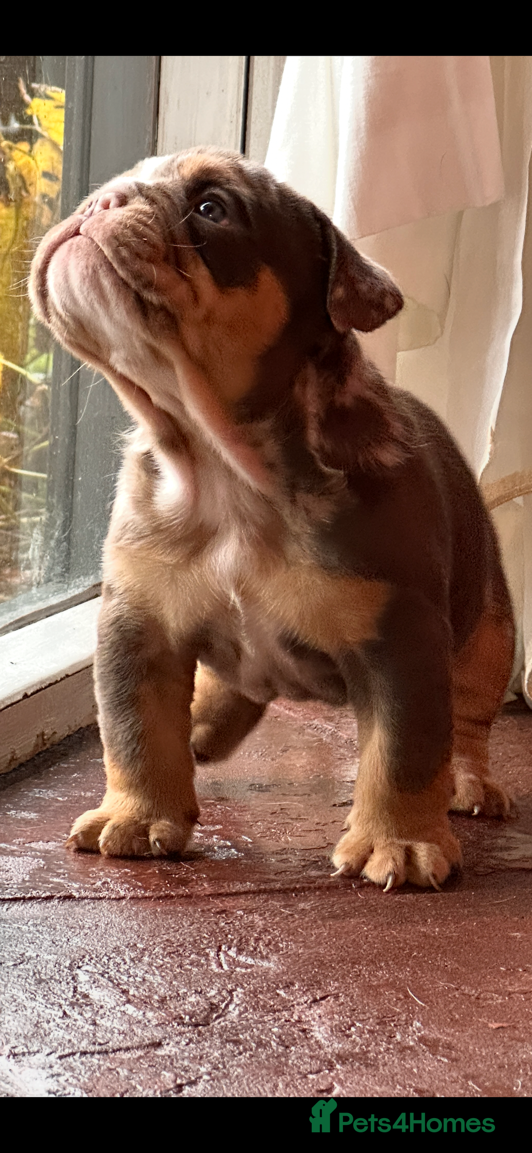 English Bulldog dogs for sale: English bulldogs  - Advert 11