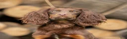 Cocker Spaniel dogs for sale: By Beautiful KC Registered Working Cocker Spaniels - Advert 4