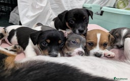 Jack Russell dogs for sale: 🐶 Jack Russell Puppies  – 4 Females & 1 Male 🐶 - Image 14